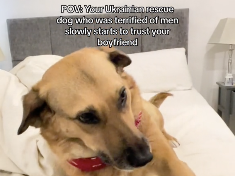 Dog giving paw in a TikTok video